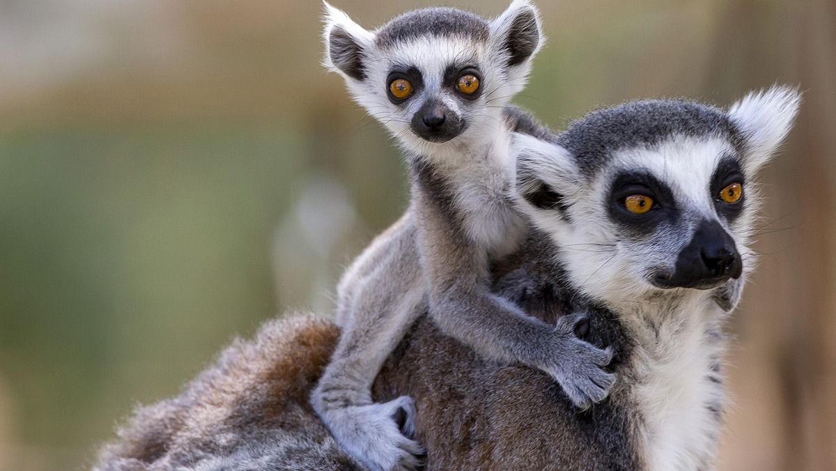 new-animals-at-the-sarajevo-zoo-1556191730.jpg